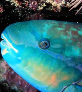 Parrotfish Sleeping in a mucous envelope in Hawaii with a... by John H. Fields 